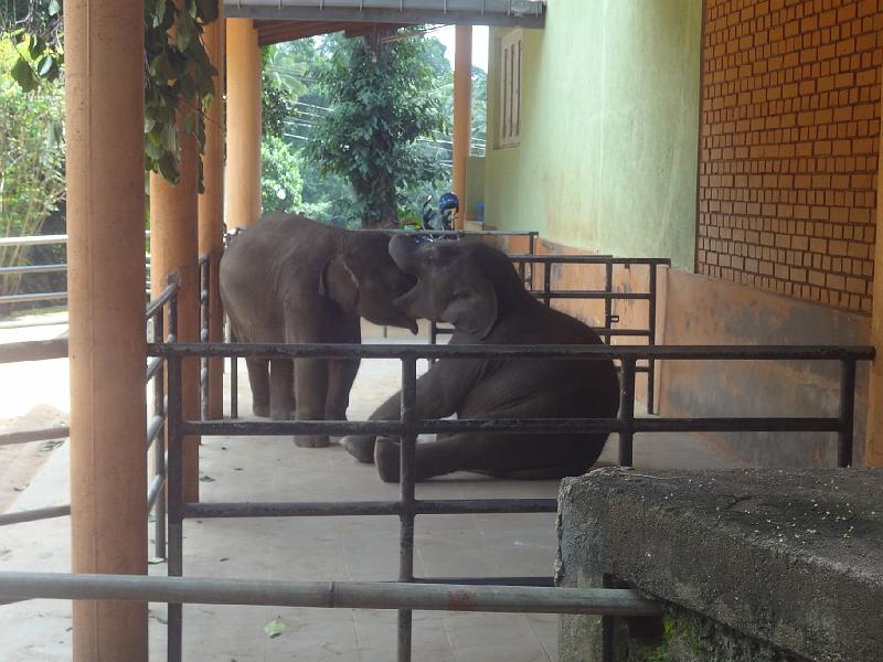 DSC03291.JPG - Sep 8-12, 2014 孤兒象園(收容被大象媽媽遺棄的大象寶寶，參觀大象寶寶洗澡、餵食等) (斯里蘭卡，Pinnawela) [Elephant Orphange, Pinnawela, Sri Lanka]-116